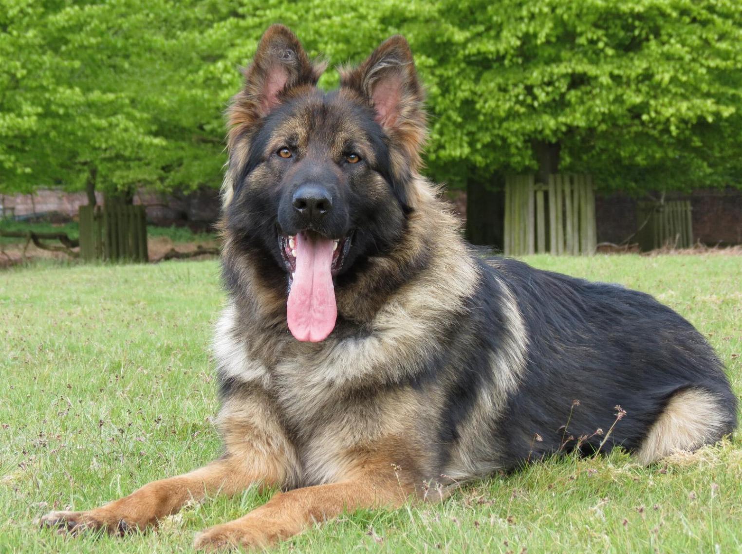 rockforce german shepherd puppies for sale