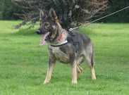 Kazzardsway Gypsy - Jeri