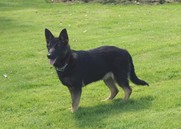 Kazzardsway Fallon - Jazz