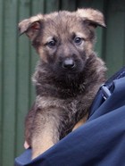 6 weeks with new friend Echo